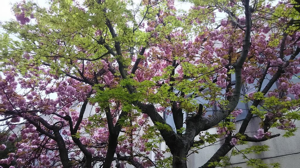Guesthouse Kyoto Kaikonoyashiro מראה חיצוני תמונה